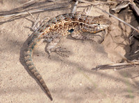 Side-blotched lizard - Uta stansburiana