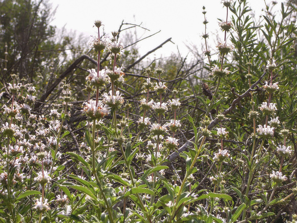 Black sage - Salvia mellifera