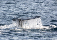 Gray whale - Eschrichtius robustus