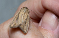 Wainscot moth - Leucania sp.