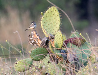 Cactus Wren - Campylorhynchus brunneicapillus