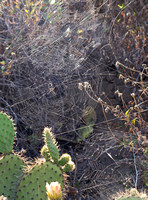 Silver argiope - Argiope argentata