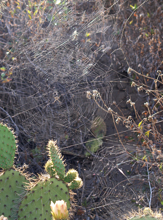 Silver argiope - Argiope argentata