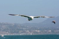 Western Gull - Larus occidentalis