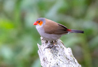 Orange-cheeked Waxbill  - Estrilda melpoda