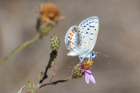 Acmon blue - Icaricia acmon