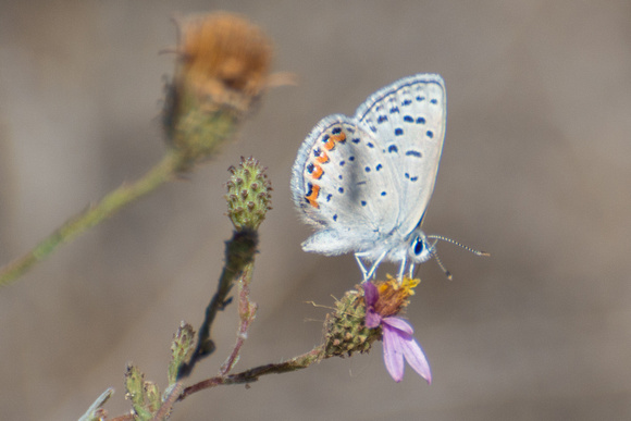 Acmon blue - Icaricia acmon