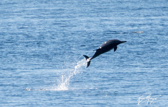 Long-beaked common dolphin - Delphinus capensis