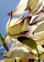 Chaparral Yucca - Hesperoyucca whipplei