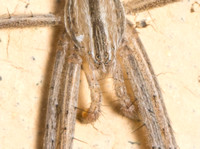 Slender Crab Spider - Tibellus sp