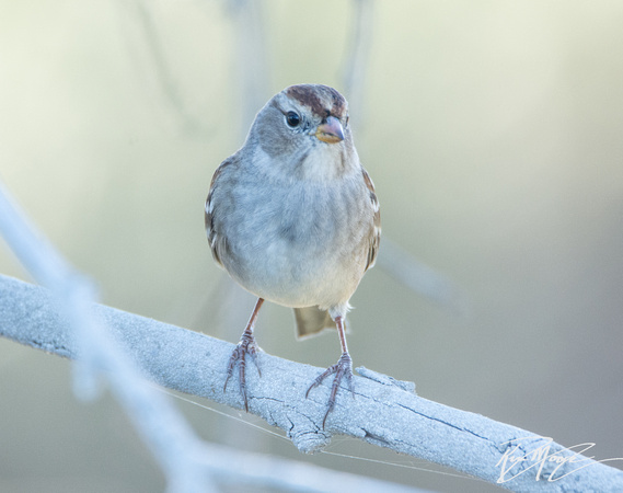 White Crowned Sparrow - Zonotrichia leucophyrs