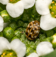 Carpet beetle - Anthrenus verbasci