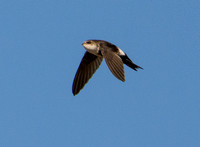 White-throated Swift - Aeronautes saxatalis