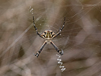 Silver argiope - Argiope argentata