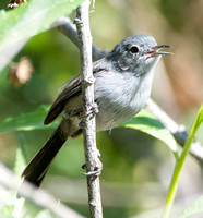 California Gnatcatcher - Polioptila californica