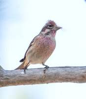 Cassin's Finch - Haemorhous cassinii