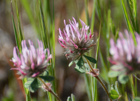 Rose Clover - Trifolium hirtum