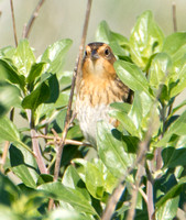 Nelson's Sparrow - Ammodramus nelsoni