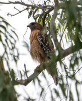 Red-shouldered Hawk - Buteo elegans