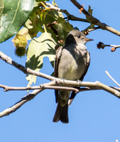 Western Wood-pewee - Contopus pertinex