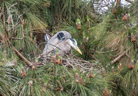 Great Blue Heron - Ardea herodias on the nest