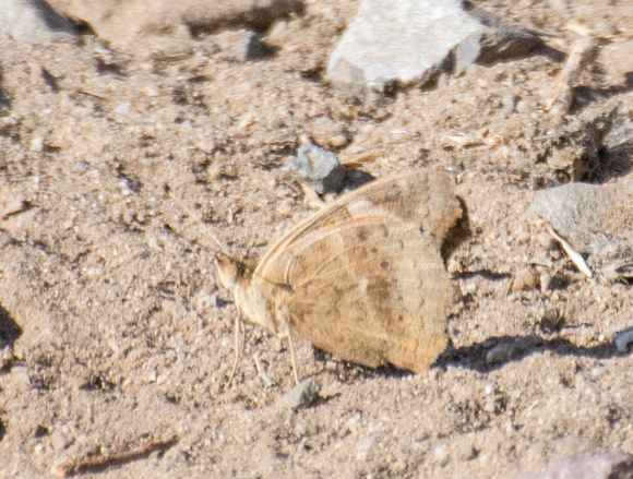 Gray Buckeye - Junonia grisea