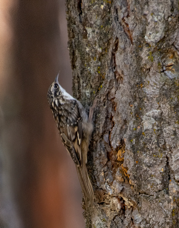 Brown Creeper - Certhia americana