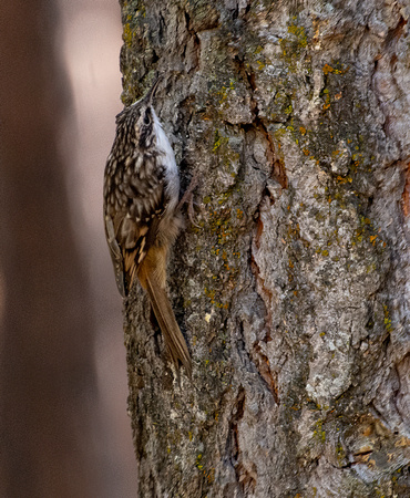 Brown Creeper - Certhia americana