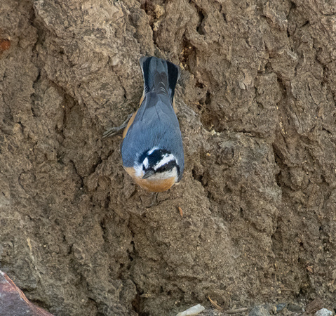 Red-breasted Nuthatch - Sitta canadensis