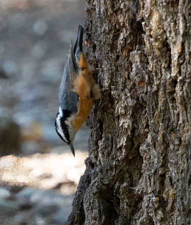 Red-breasted Nuthatch - Sitta canadensis