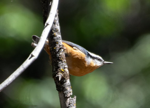 Red-breasted Nuthatch - Sitta canadensis