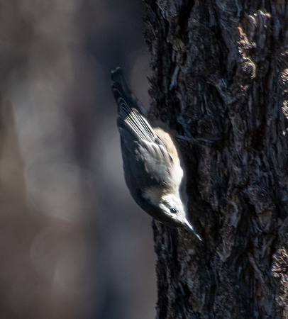 White-breasted Nuthatch - Sitta carolinensis