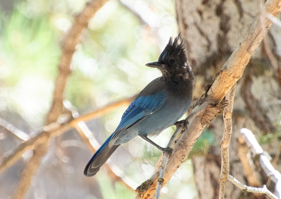 Steller's Jay - Cyanocitta stelleri