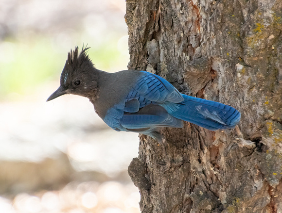 Steller's Jay - Cyanocitta stelleri