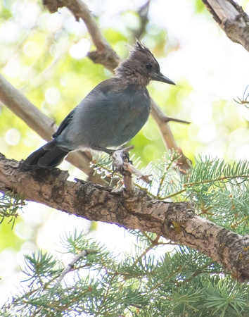 Steller's Jay - Cyanocitta stelleri