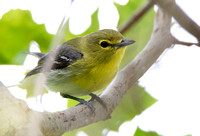 Yellow-throated Vireo - Vireo flavifrons