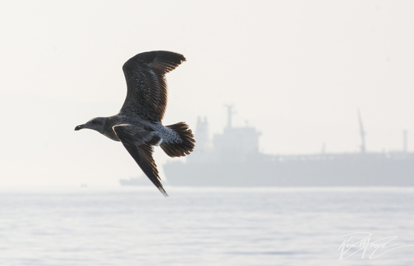 Western Gull - Larus occidentalis