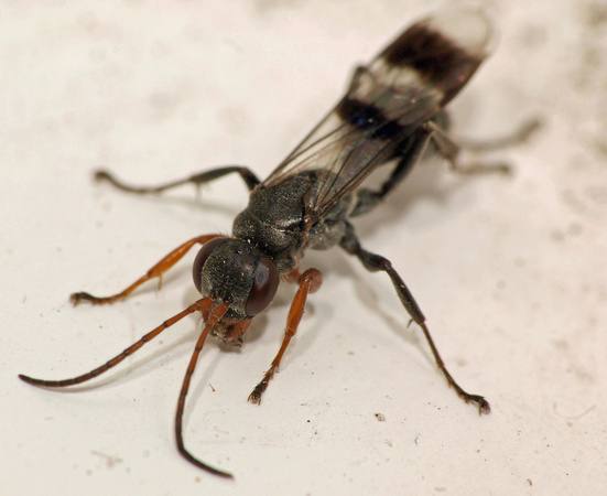 Spider wasp 3 - Dipogon calipterus