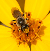 Sweat bee 5 - Halictus sp.