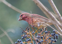 Purple Finch - Haemorhous purpureus