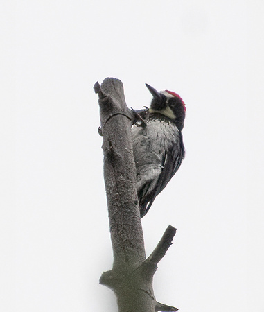 Acorn Woodpecker - Melanerpes formicivorus