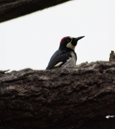 Acorn Woodpecker - Melanerpes formicivorus