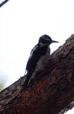 Hairy Woodpecker - Dryobates villosus