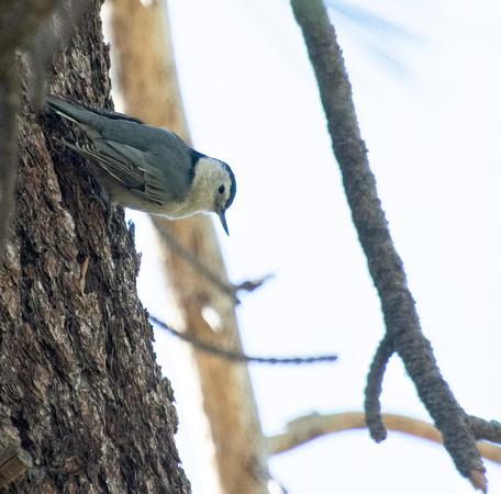 White-breasted Nuthatch - Sitta carolinensis