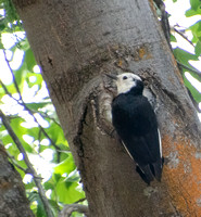 White-headed Woodpecker - Dryobates albolarvatus