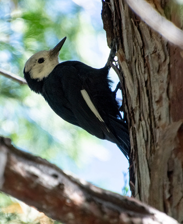 White-headed Woodpecker - Dryobates albolarvatus