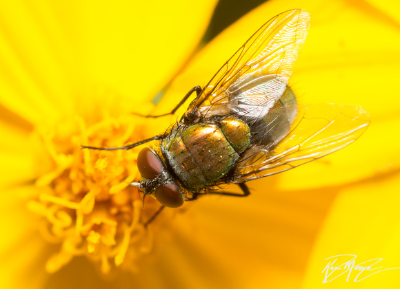 Greenbottle fly - Lucilia sericata