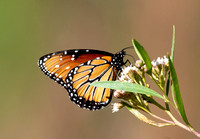 Queen - Danaus gilippus