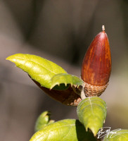 Beech Family - Fagaceae (oaks)