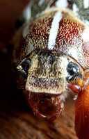 Ten-lined june beetle - Polyphylla decemlineata